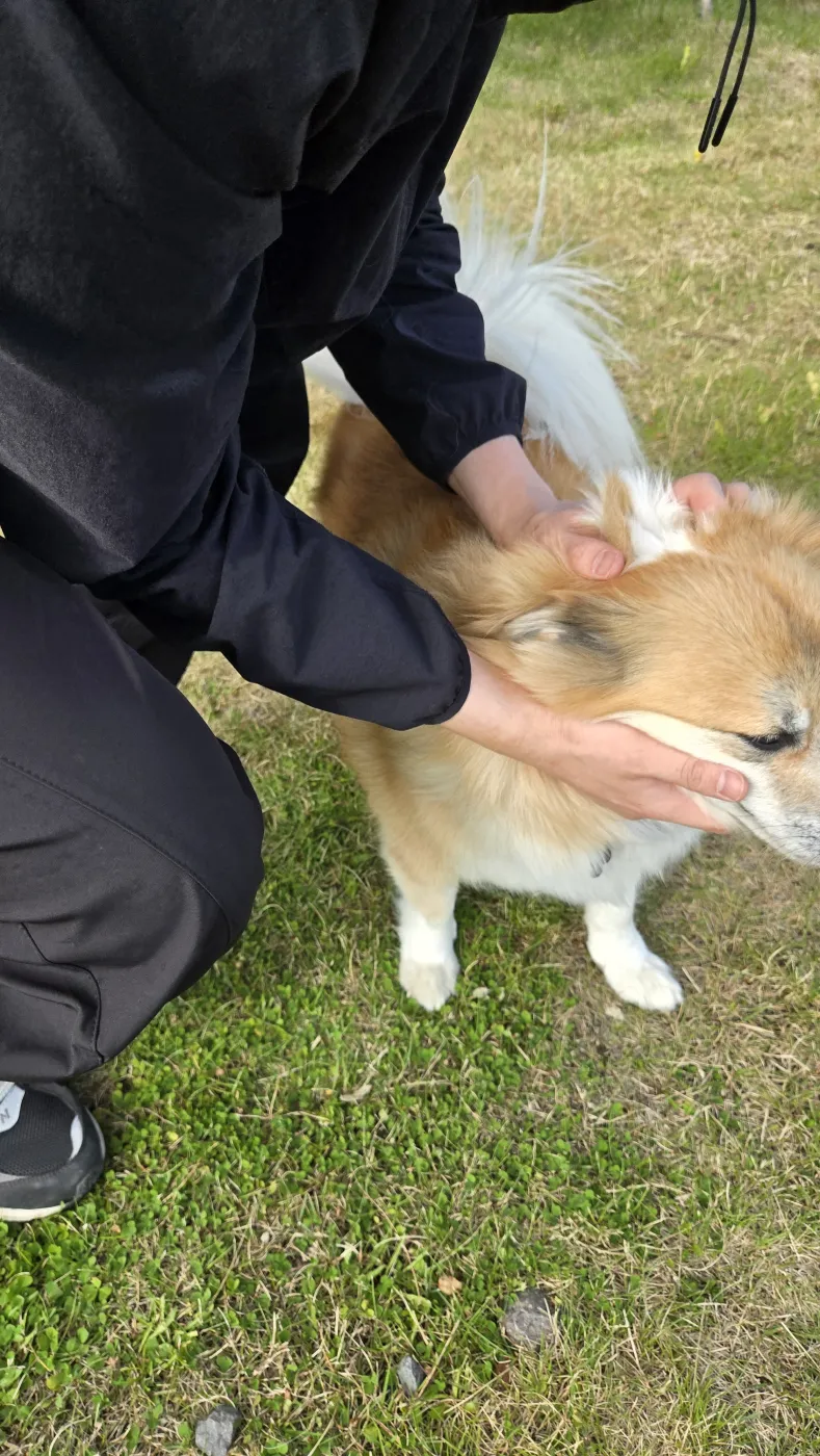 머리카락이 긴 말