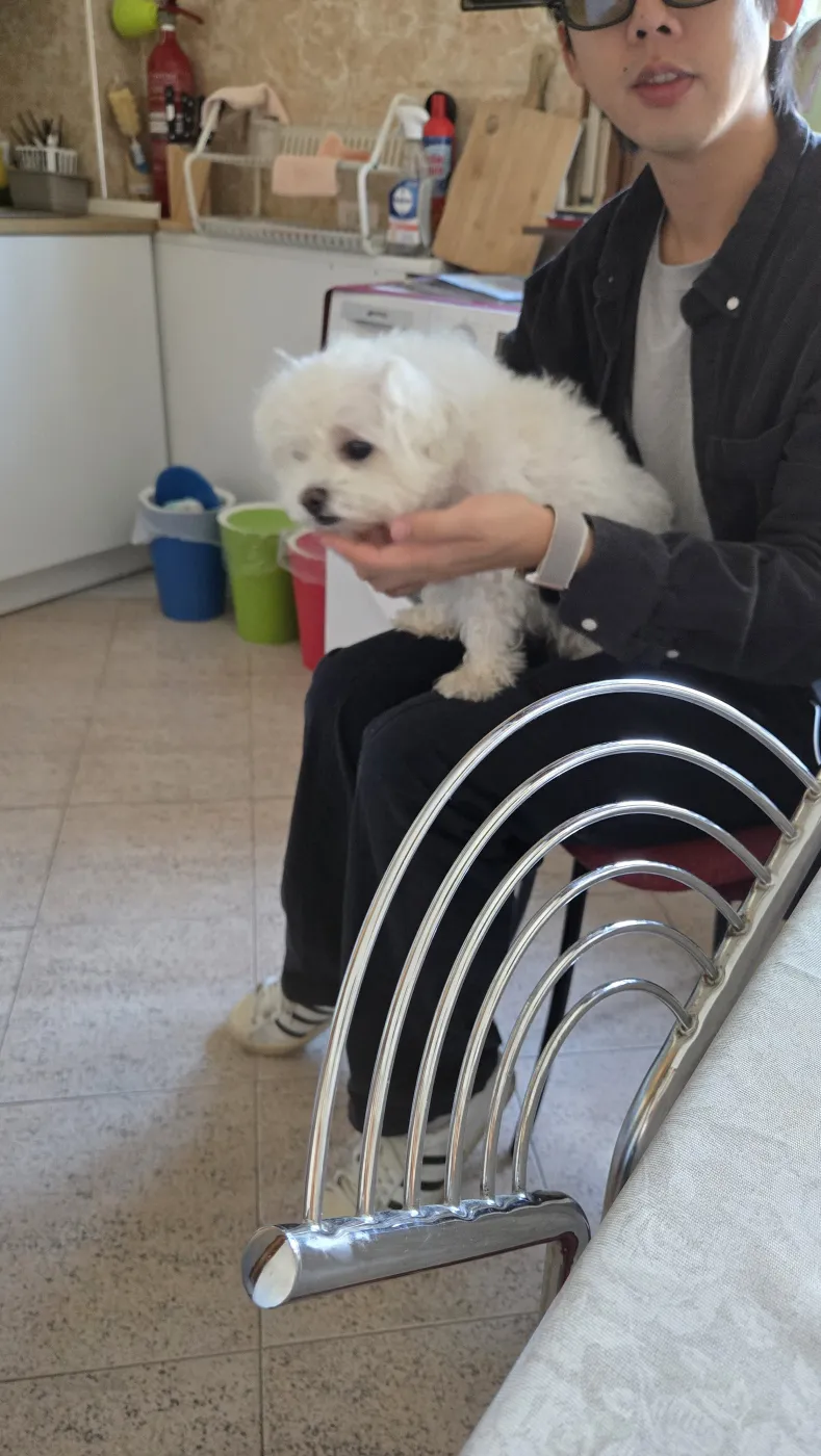 숙소의 귀여운 강쥐