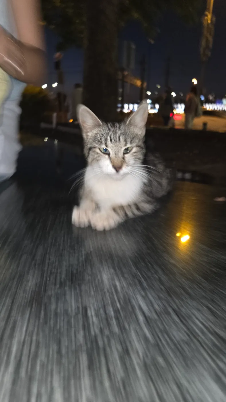 이스탄불 거리에서 만난 고양이