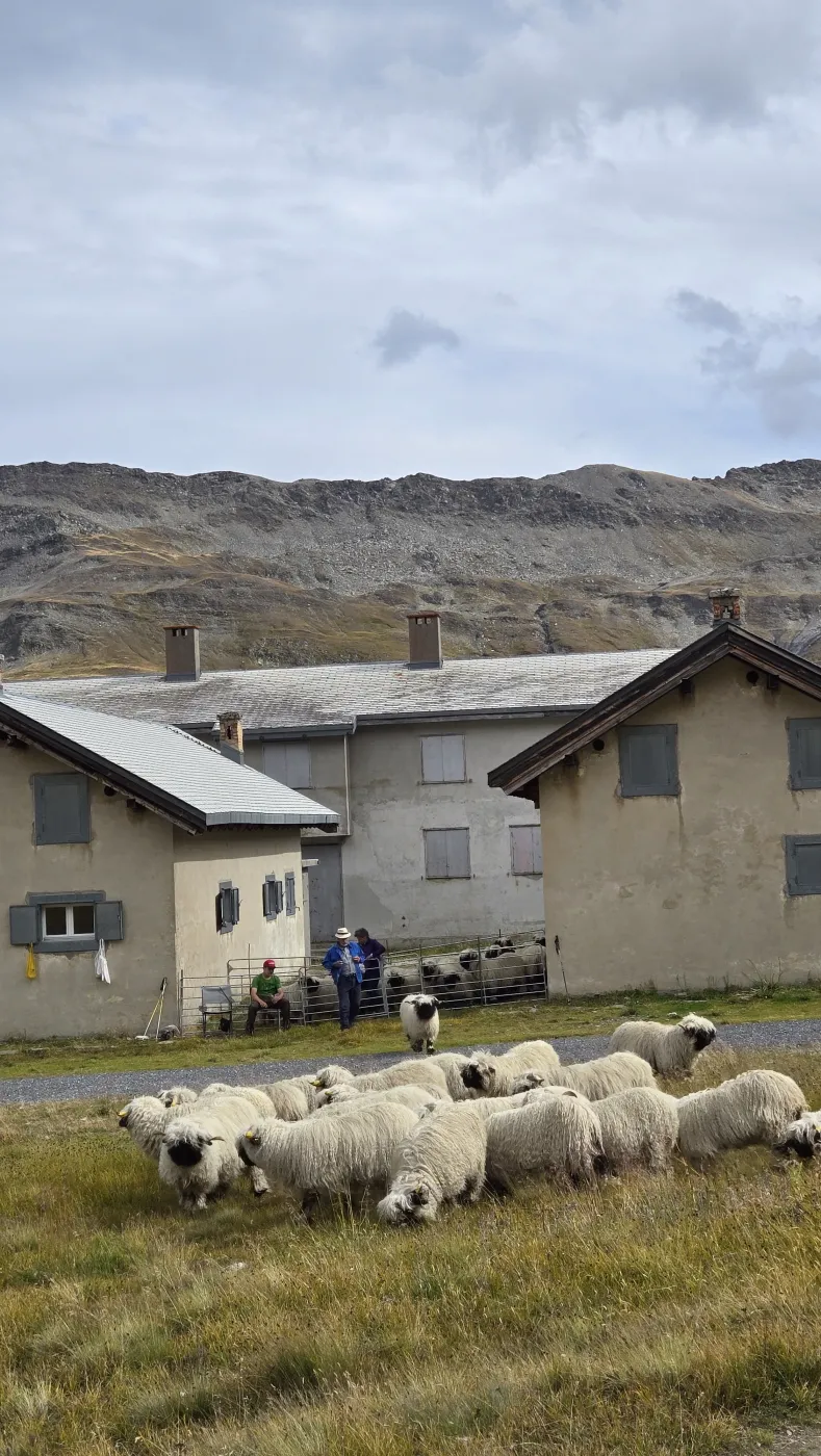 무사히 집으로 컴백한 양들