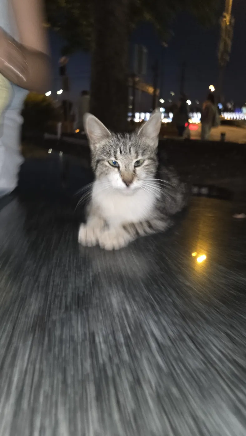 예니 모스크 앞 고양이