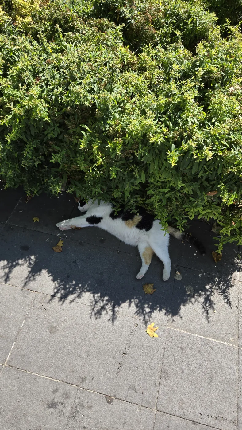 그늘에 숨은 이스탄불 고양이