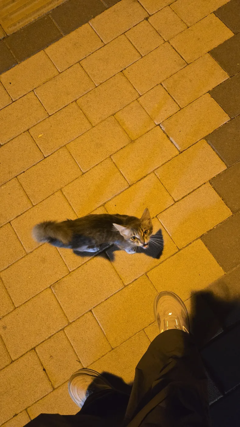 숙소 가는 길에 따라오던 고양이